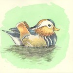 mandarin_duck