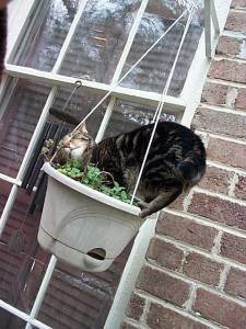 gimli catnip gimli catnip