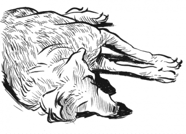 dog_parts_2.png