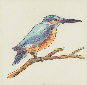 kingfisher