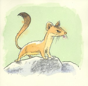long_tailed_weasel